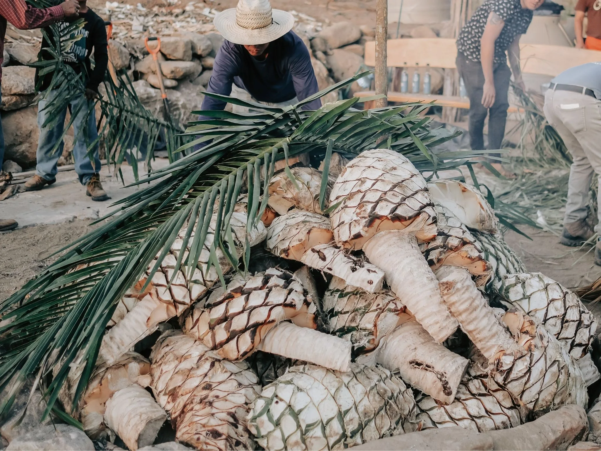 Distillery tours and experiences at Cachasol Farm Distillery, Sayulita