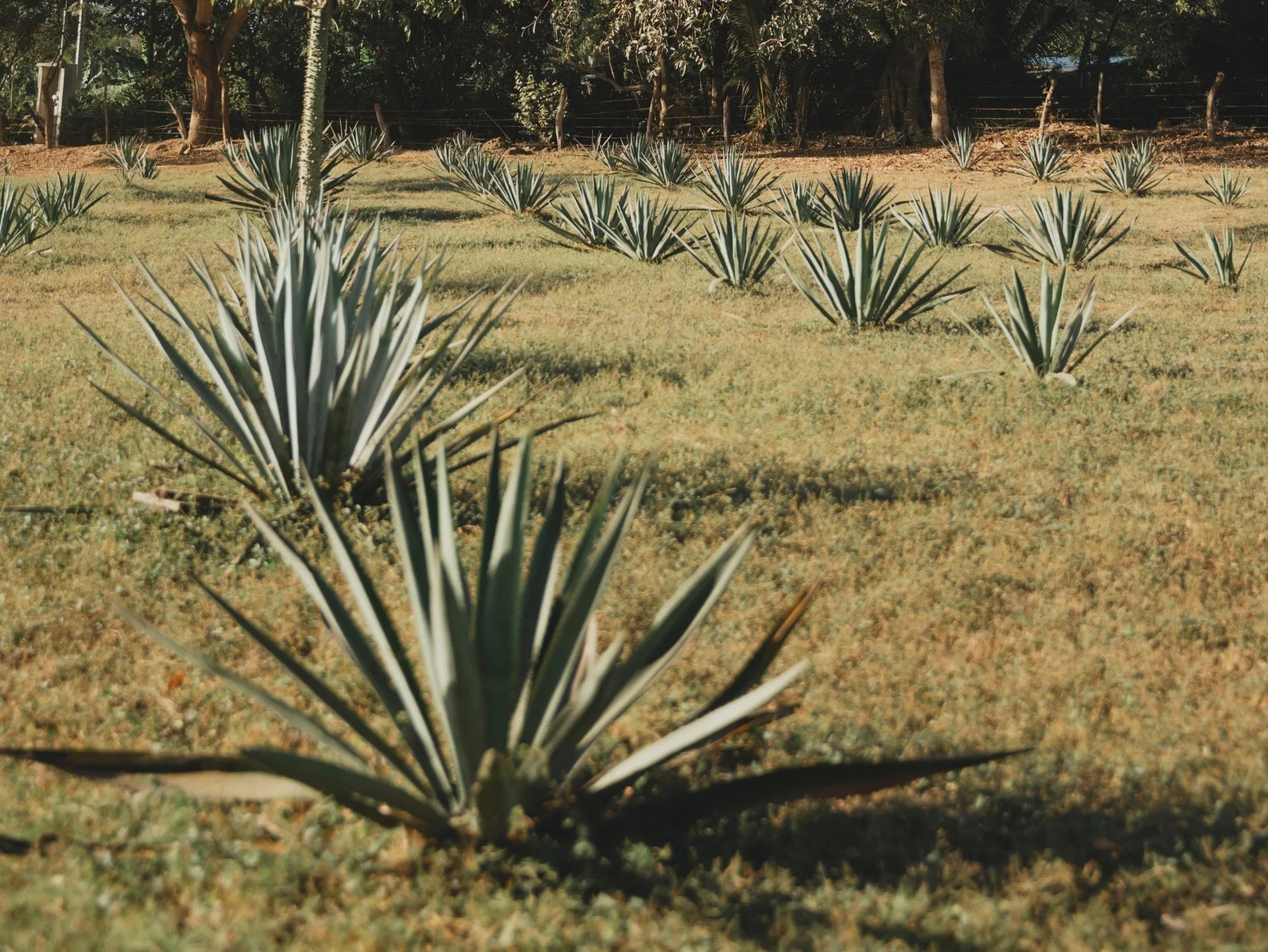 Agave field at Cachasol Farm Distillery, Km 5 Carretera Punta Mita Sayulita Nayarit